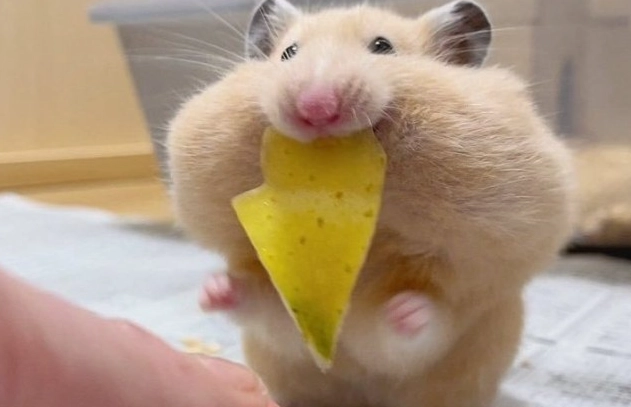 倉鼠吃薯尾危害