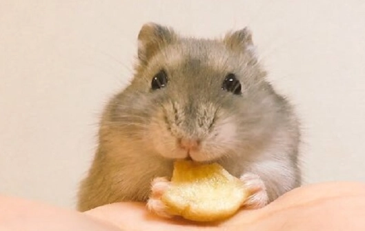倉鼠吃梨子