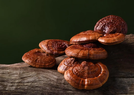 新鮮靈芝食用方法