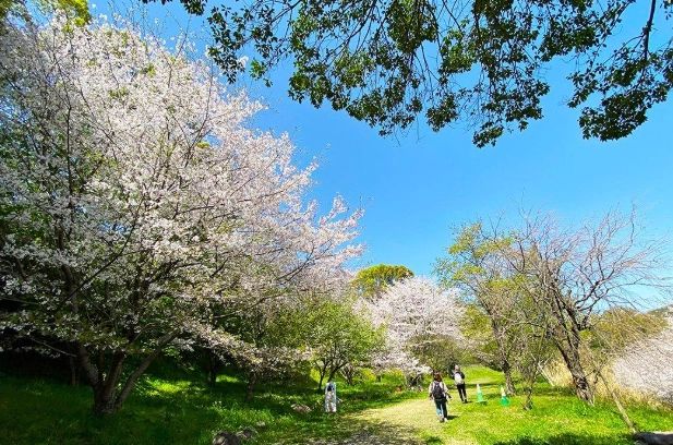 熊本櫻花季節