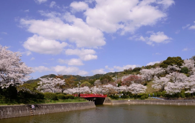 福岡賞櫻