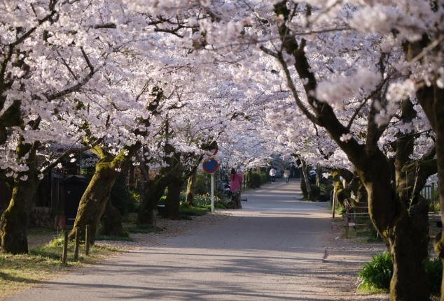 福岡櫻花季節