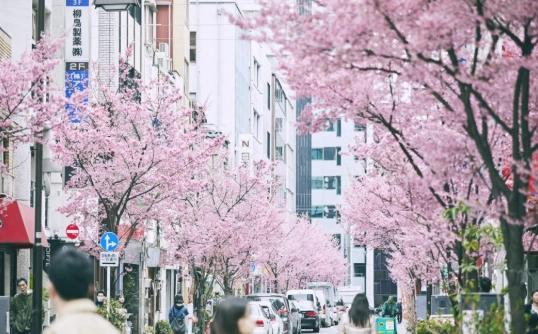 櫻花開花時間 櫻花開花時間