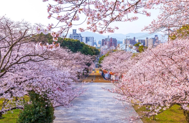 福岡櫻花季節