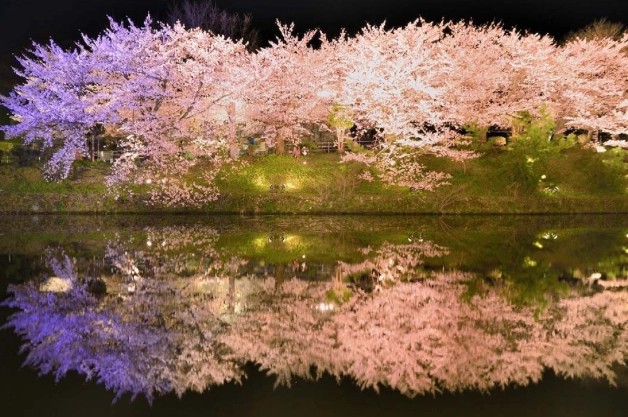 福岡櫻花開花時間