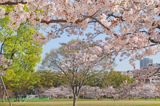 福岡櫻花開花時間