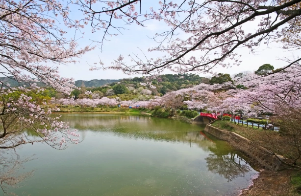 福岡賞櫻