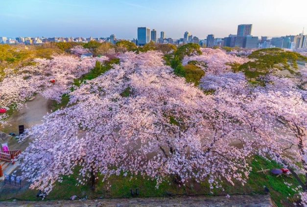熊本櫻花季節