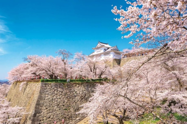 熊本櫻花季節