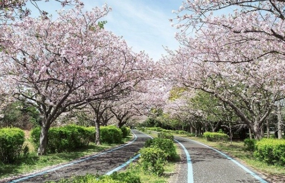 福岡櫻花開花時間