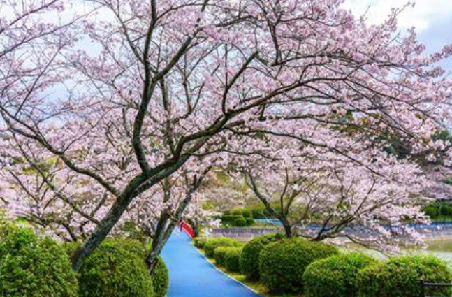 福岡賞櫻地點
