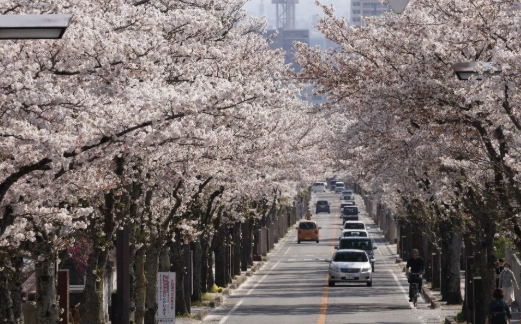 福岡賞櫻景點 福岡賞櫻景點