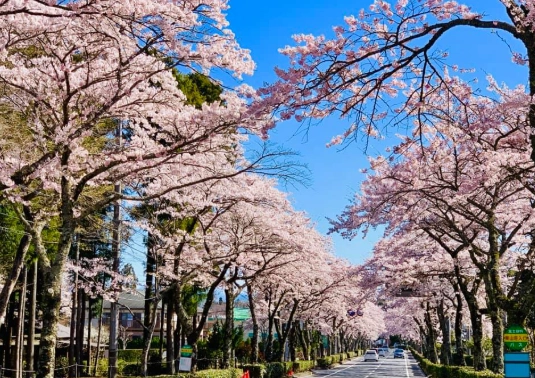 櫻花開花時間 櫻花開花時間