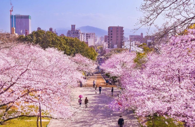 福岡賞櫻地點