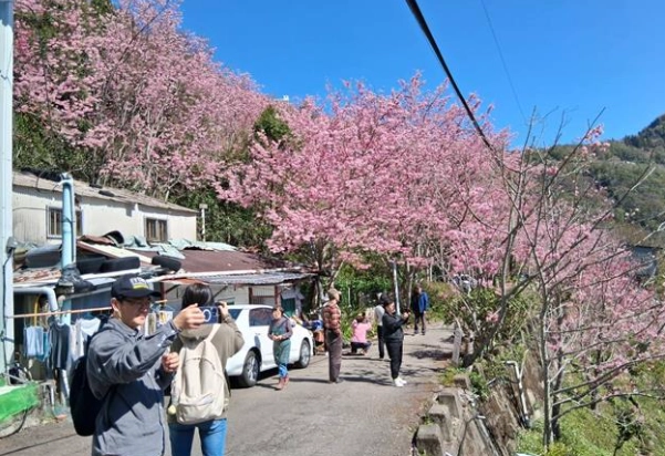 復興鄉櫻花