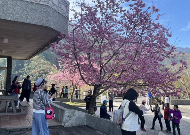 台灣櫻花景點