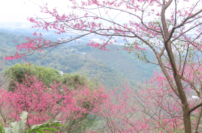 太極嶺賞櫻