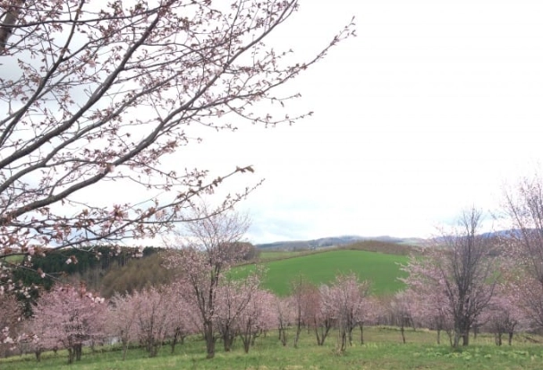 富良野賞櫻景點