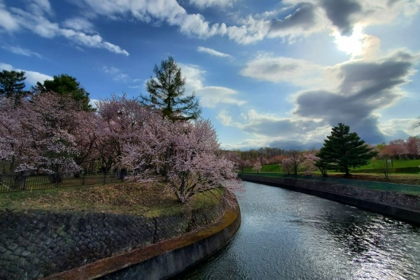 富良野櫻花季節