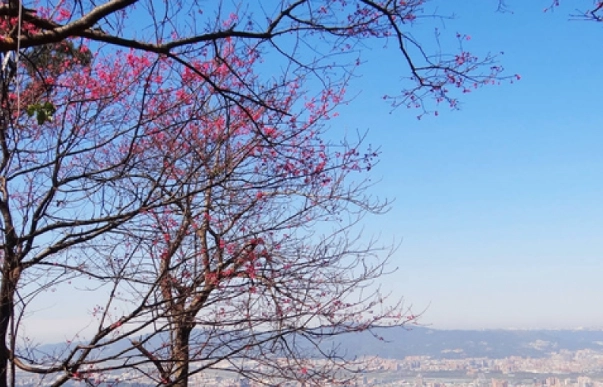 太極嶺賞櫻