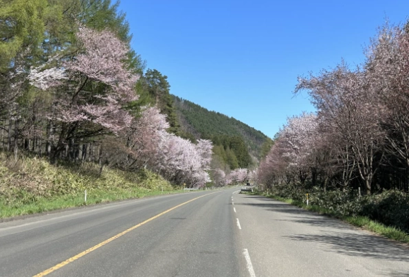 富良野櫻花季節