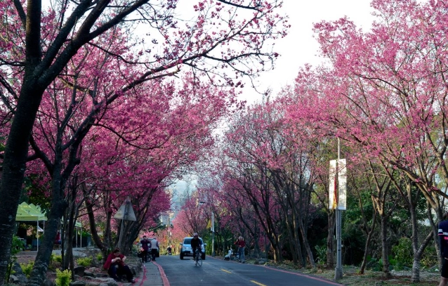 台灣櫻花景點