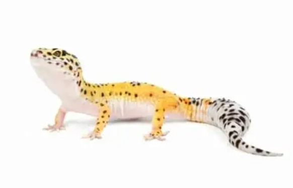 守宮 排泄 正常