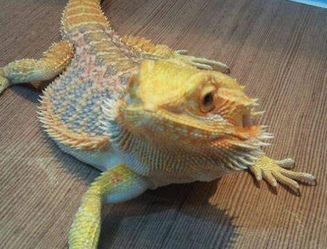 鬆獅蜥飼養問題