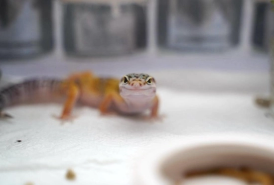 守宮腸胃炎治療