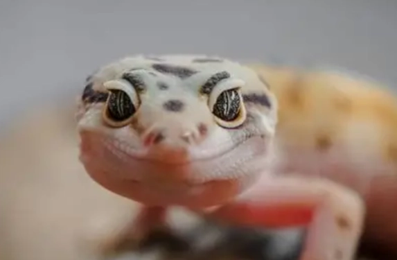 壁虎寄生蟲治療