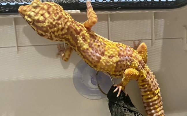 豹紋守宮 肥尾守宮 差別