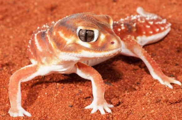 寵物守宮健康管理