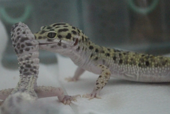 豹紋守宮公母分辨