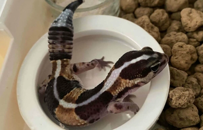 豹紋守宮 肥尾守宮 差別