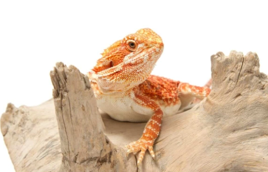 鬆獅蜥飼養問題