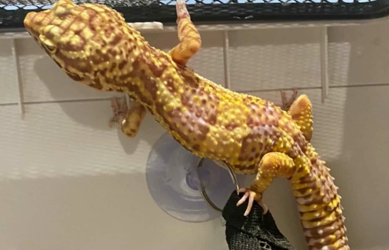 壁虎寄生蟲治療