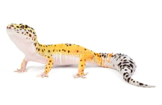 寵物守宮健康管理