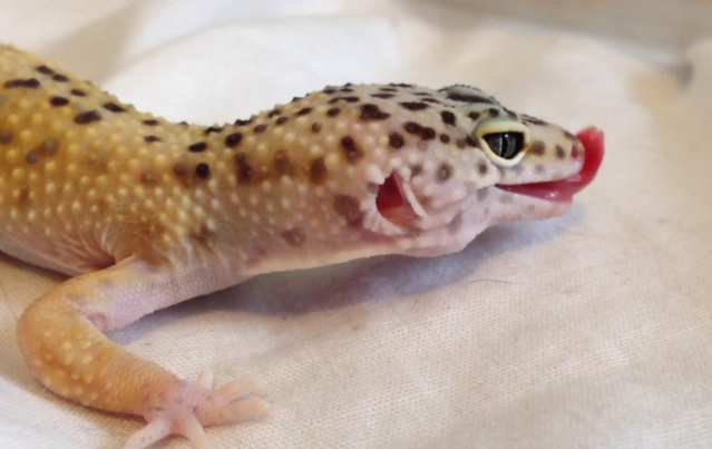 守宮腸胃炎治療