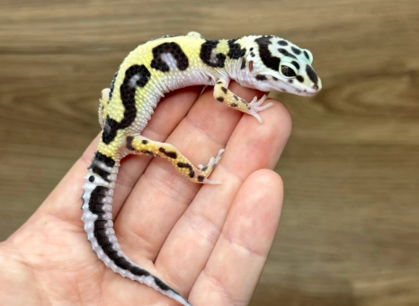 豹紋守宮性別鑑定