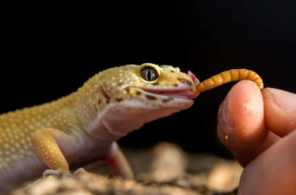 守宮肚子黑原因