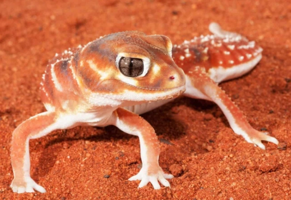 守宮 大便 顏色