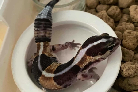 守宮肚子黑原因