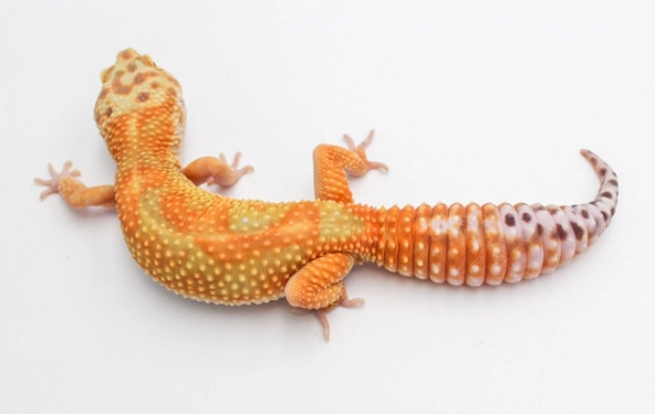 豹紋守宮性別鑑定