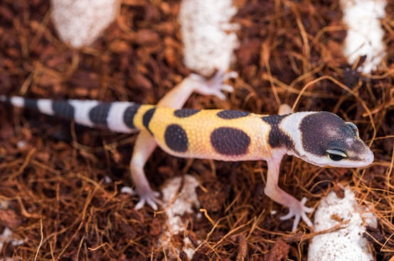 豹紋守宮公母分辨