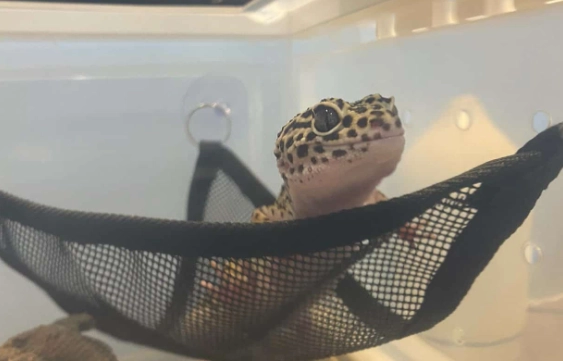 守宮 排泄 正常