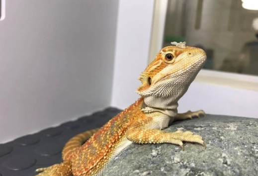 鬆獅蜥飼養問題