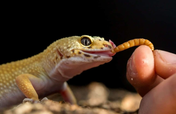 寵物守宮健康管理