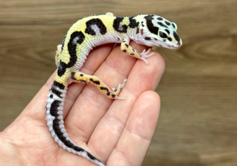 豹紋守宮斷尾護理