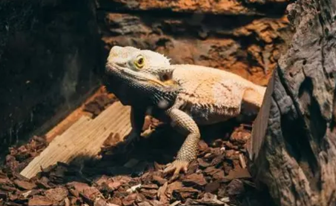 鬆獅蜥嗜睡原因