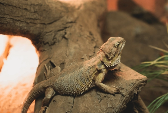 鬆獅蜥嗜睡原因